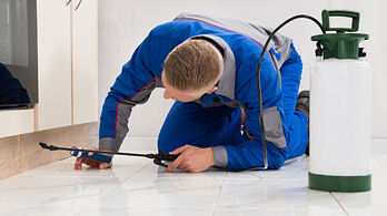 Pest Control and Cleaning Maintenance